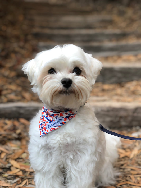 Bandana stylé pour petit et grand chien bleu, blanc et rouge made in france de french caramelle collection tacheté France