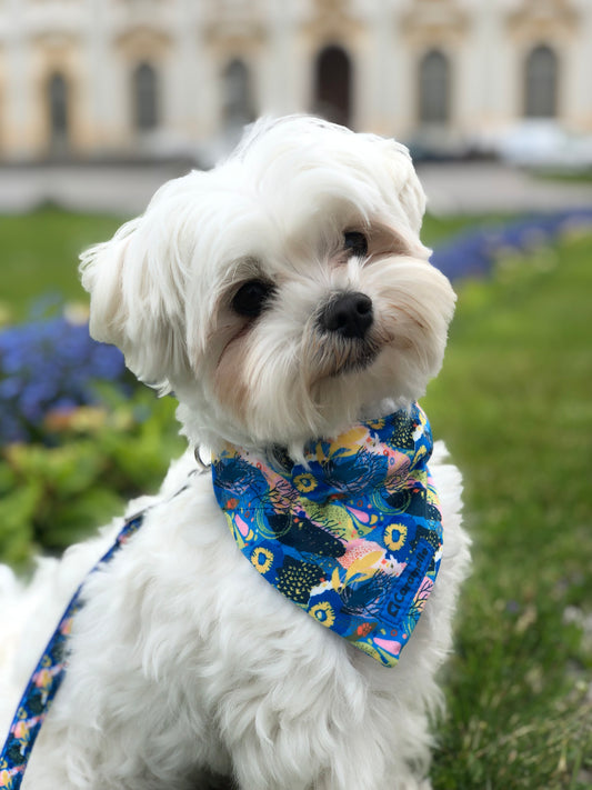 Photo de chien avec un bandana de french caramelle