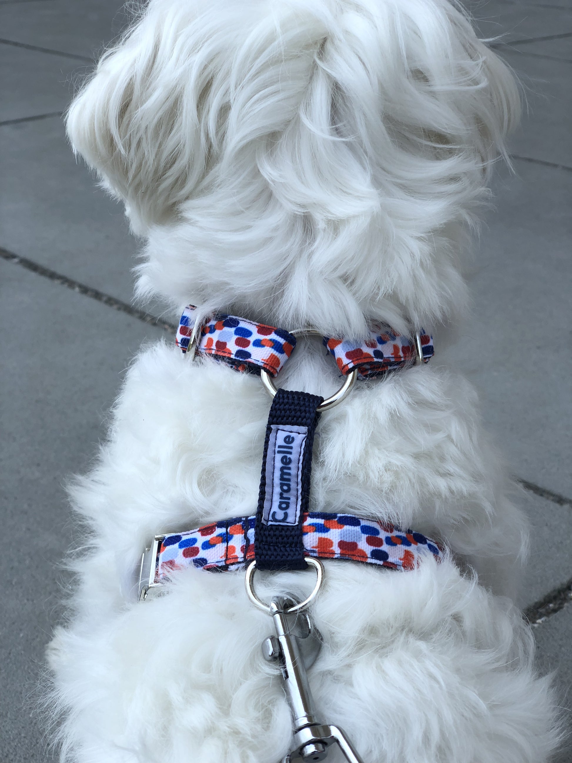 Photo de chien avec un harnais bleu, blanc et rouge qui se promène en ville