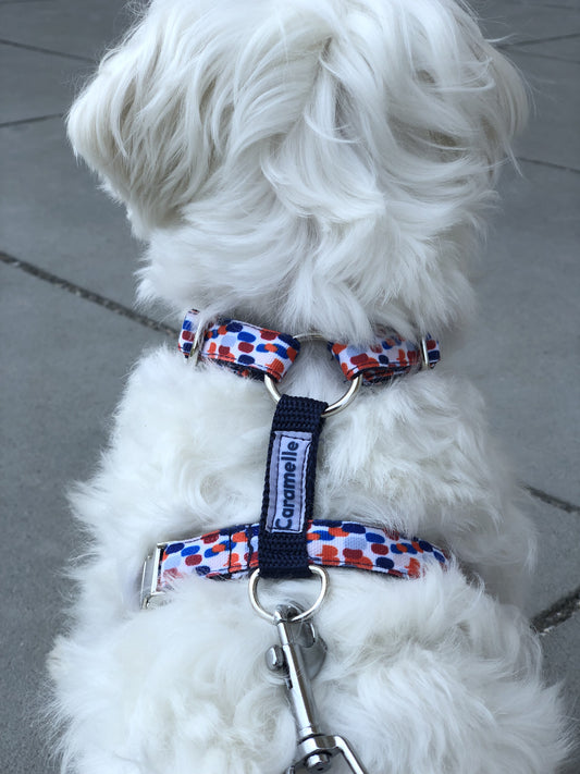 Photo de chien avec un harnais bleu, blanc et rouge qui se promène en ville
