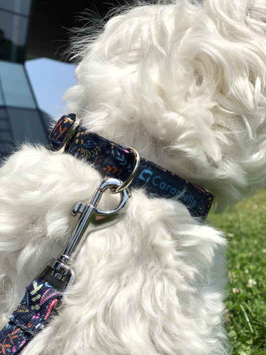 Photo de chien avec un collier bleu, rose et jaune qui se promène dans un milieu urbain