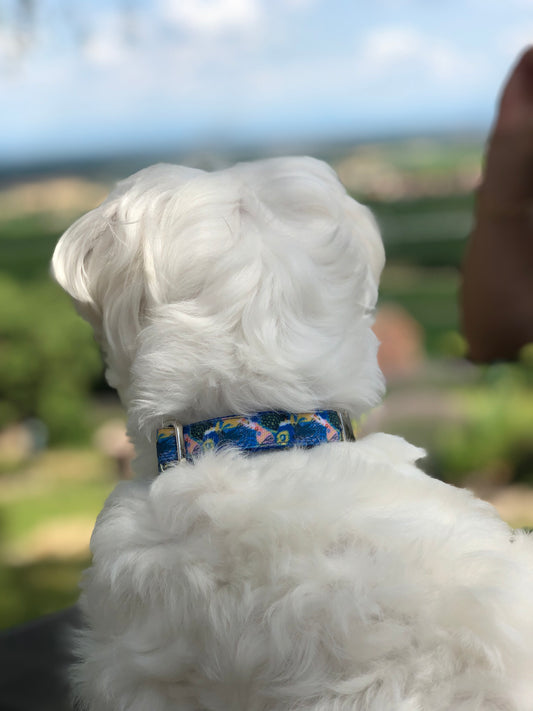 Bichon maltais qui se promène dans la nature avec un collier bleu sans laisse
