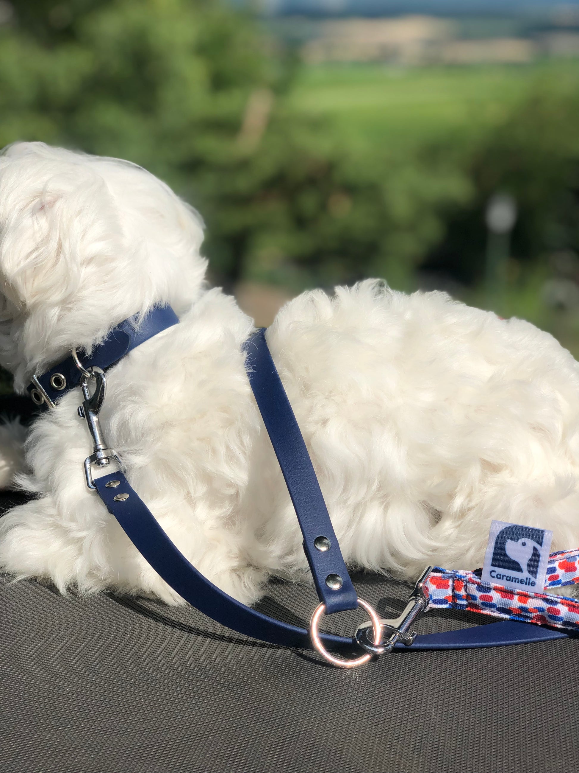 Bichon maltais couché dans la nature alsacienne avec sa laisse et son collier en cuir bleu