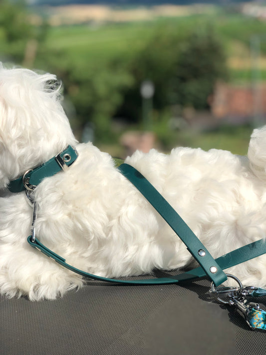 Bichon maltais couché dans la nature francaise avec un laisse et un collier en cuir vert