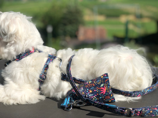 Bichon maltais assis sur un siège avec une laisse en tissu bleu marine