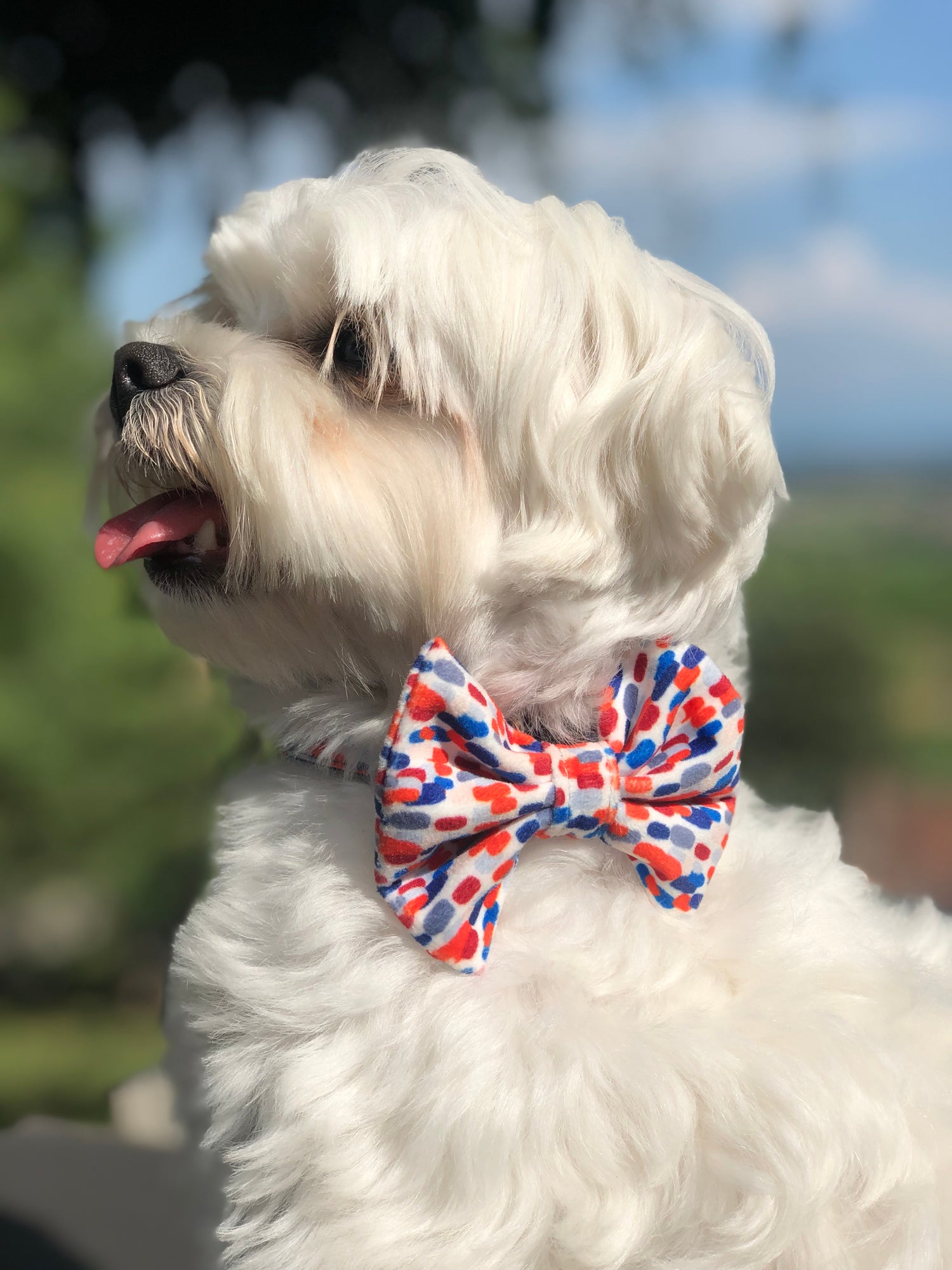 Bichon maltais avec un noeud papillon bleu blanc et rouge lors d'une fête de jardin
