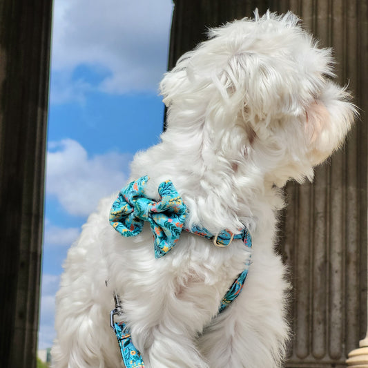 Photo de chien devant un monument avec un noeud papillon de french caramelle 