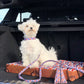 Chien dans le coffre d'une voiture avec son panier de voyage pour pour chien