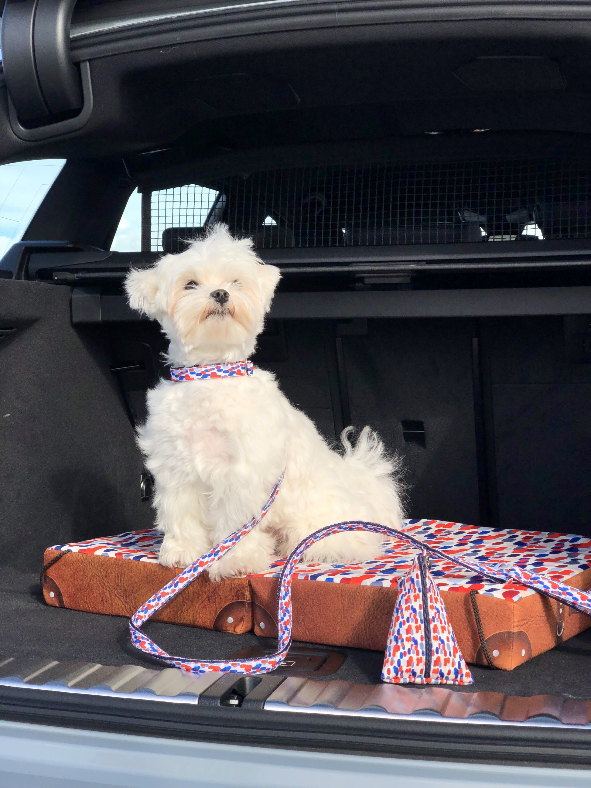 Chien dans le coffre d'une voiture avec son panier de voyage pour pour chien