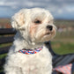 Photo de chien avec un collier bleu, blanc et rouge assis sur un banc lors d'un promenade dans les vignes