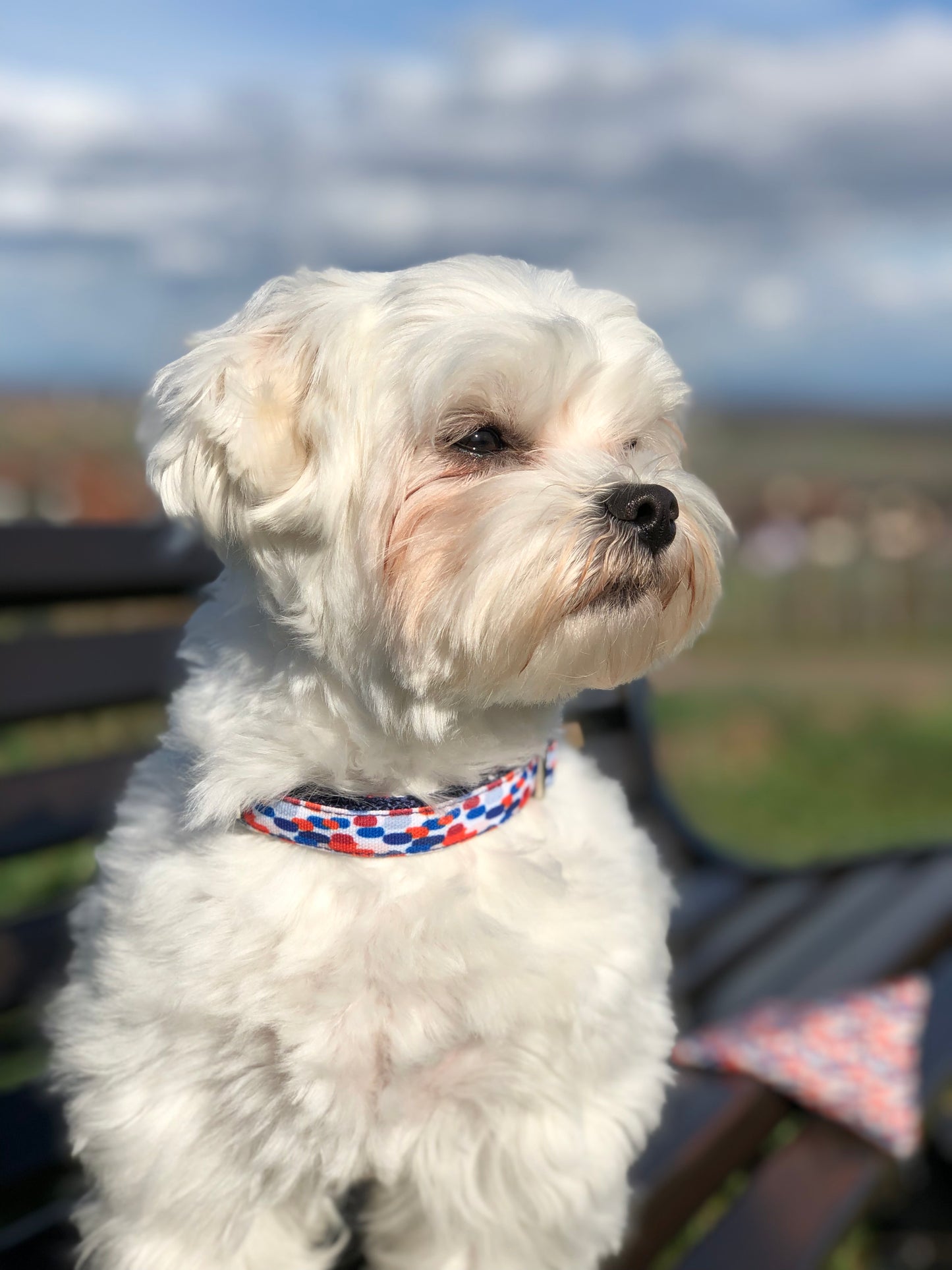 Photo de chien avec un collier bleu, blanc et rouge assis sur un banc lors d'un promenade dans les vignes