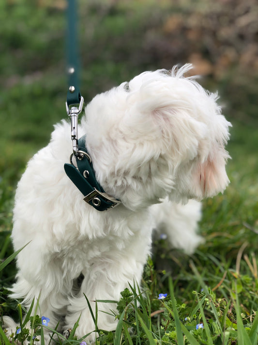 Photo de chien dans la nature avec un collier vert foncé de french caramelle