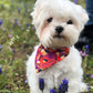 Photo de chien dans la nature avec des fleurs qui porte un bandana de french caramelle