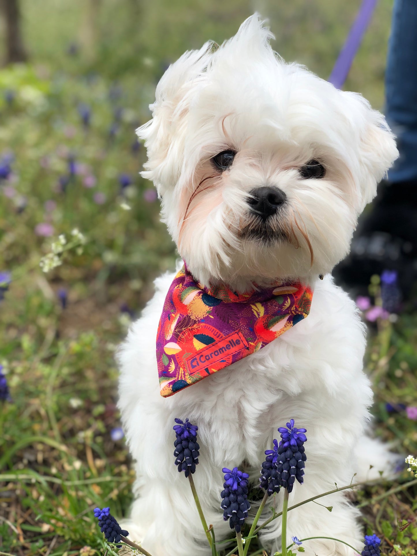 Photo de chien dans la nature avec des fleurs qui porte un bandana de french caramelle