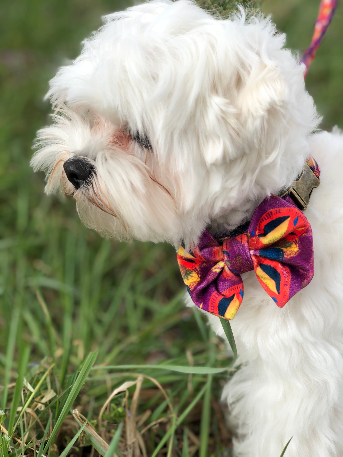 Photo de chien qui se promène dehors avec un noeud papillon de french caramelle