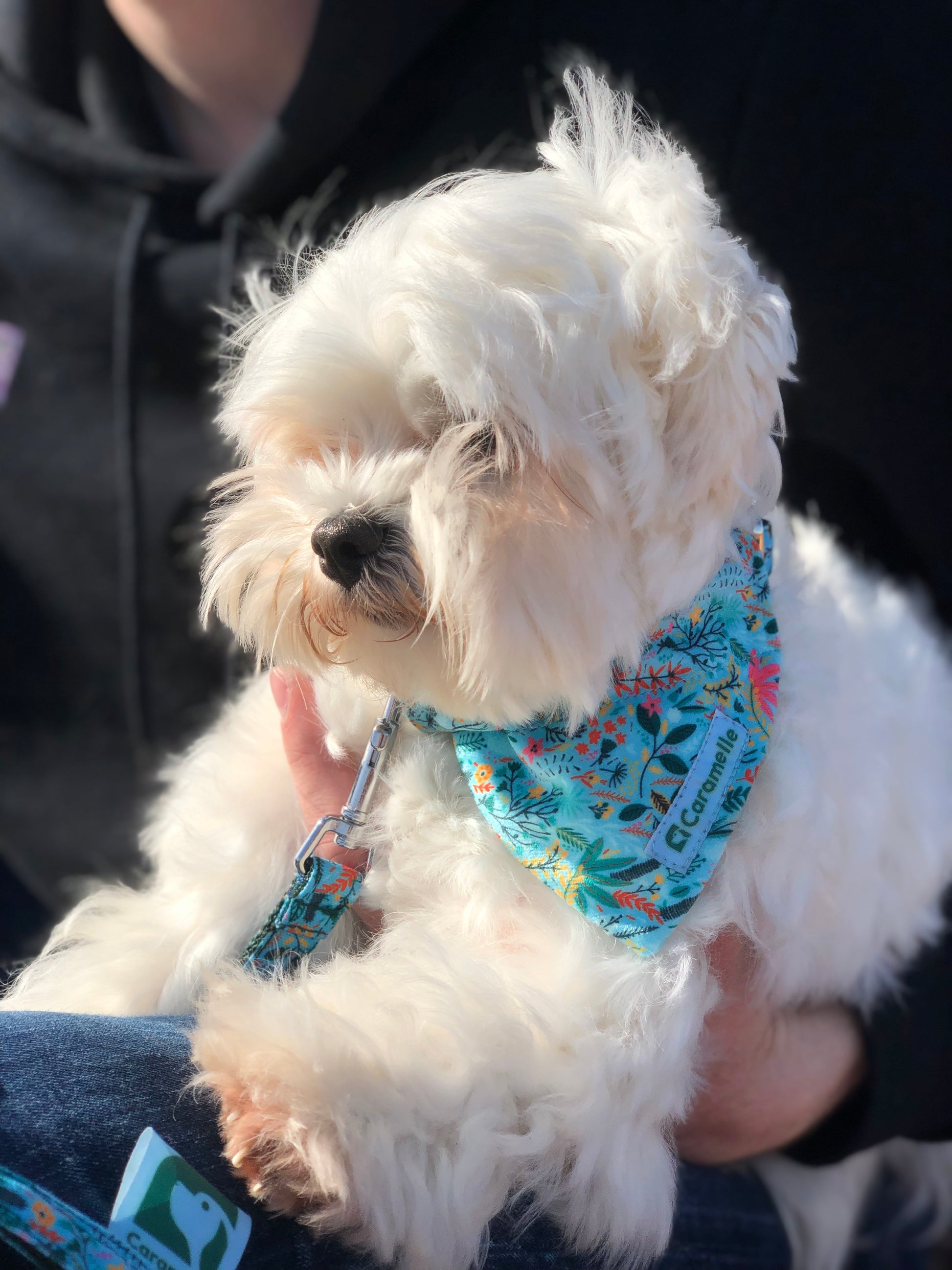 Photo de chien dans les bras de son maître avec un bandana de french caramelle