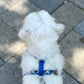 Photo de chien qui se promène avec un harnais bleu,vert et jaune de french caramelle