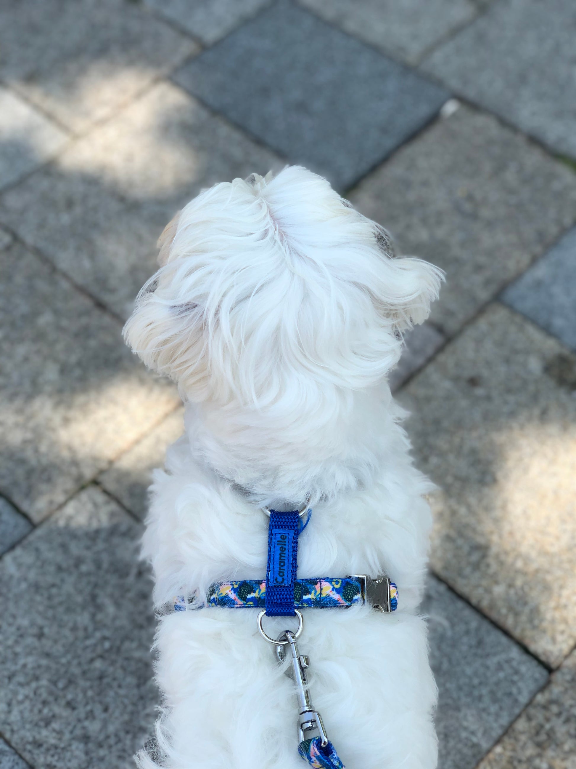 Photo de chien qui se promène avec un harnais bleu,vert et jaune de french caramelle