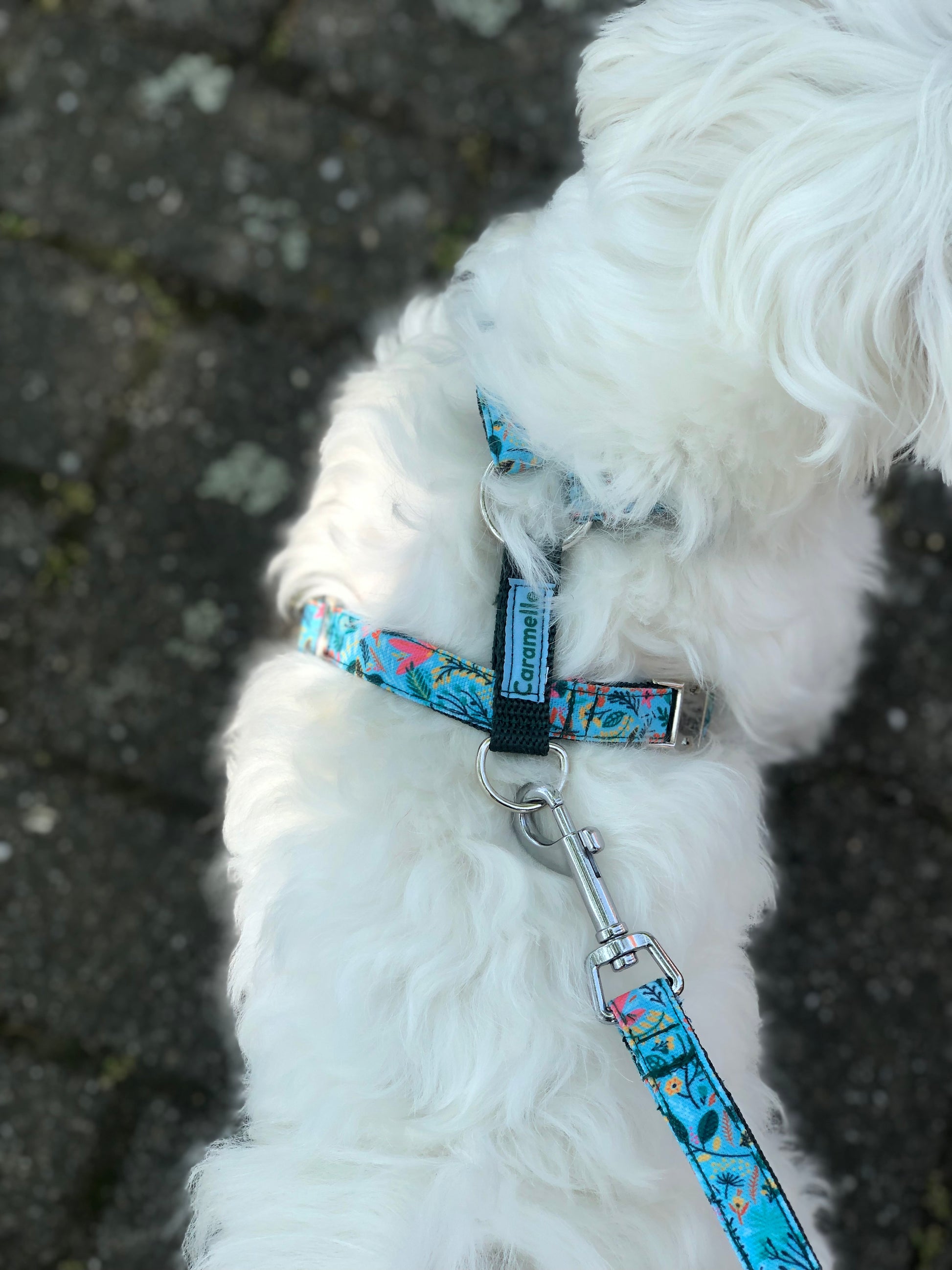 Photo de chien qui se promène avec un harnais bleu turquoise, vert et rose de french caramelle