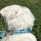 Photo de chien avec un collier bleu turquoise, vert et rose qui se promène dans un parc