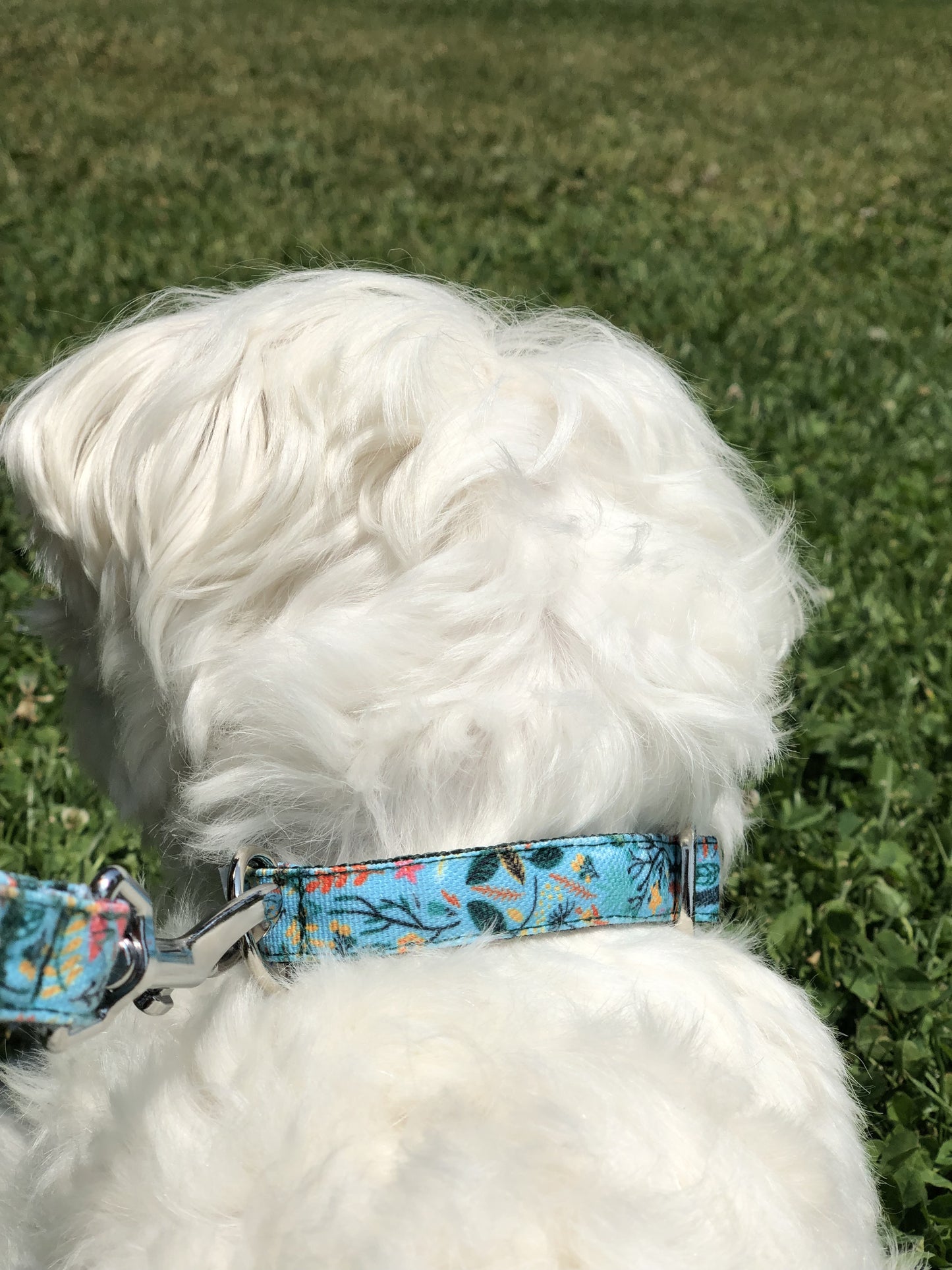 Photo de chien avec un collier bleu turquoise, vert et rose qui se promène dans un parc