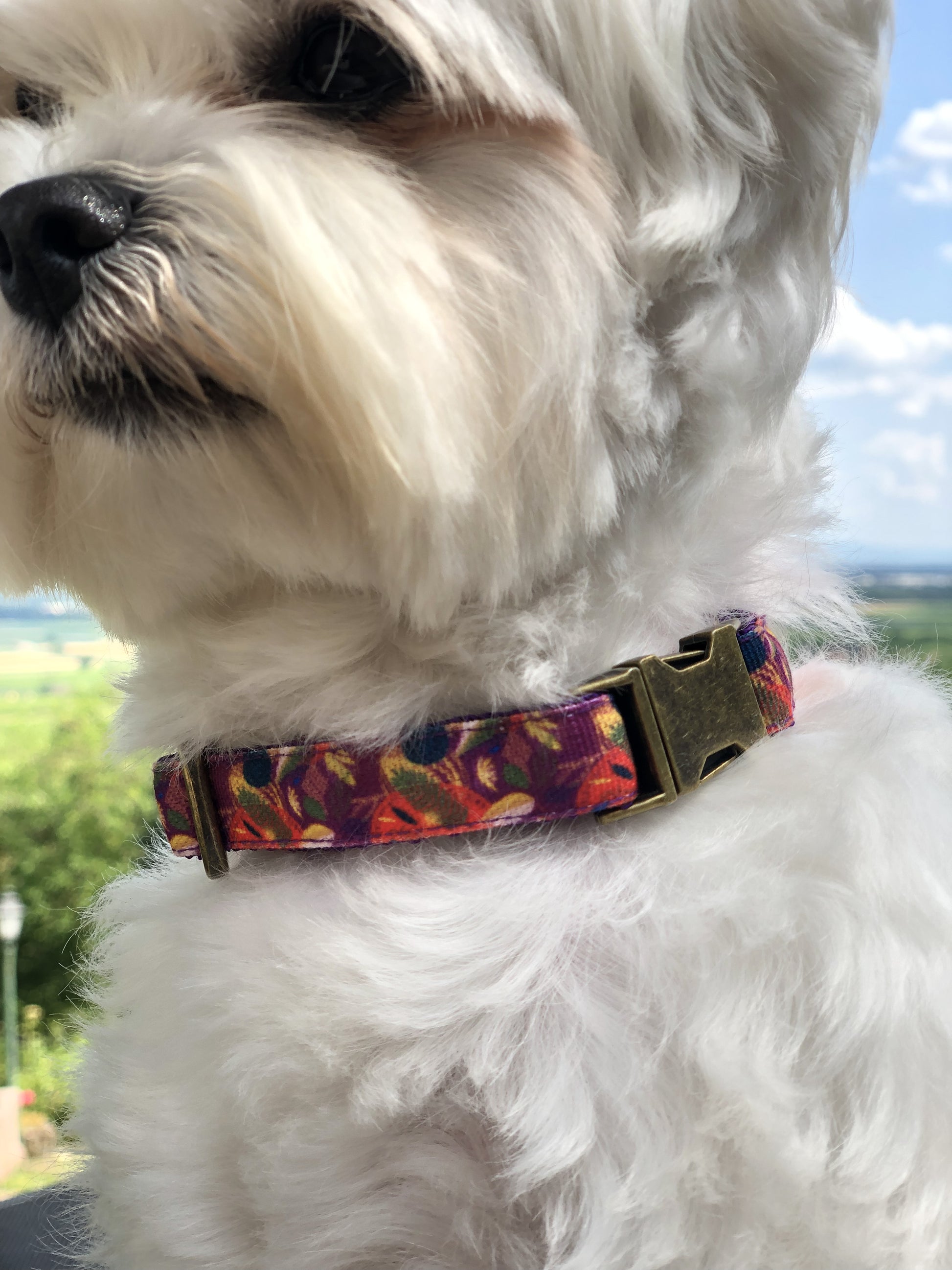 Bichon maltais avec un collier orange violet sans laisse lors d'un promenade dans la nature alsacienne 