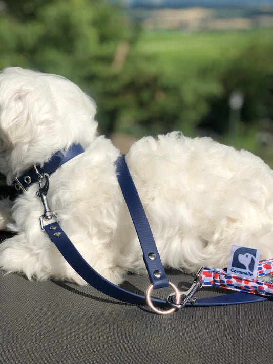 Bichon maltais couché dans la nature alsacienne avec sa laisse et son collier en cuir bleu 