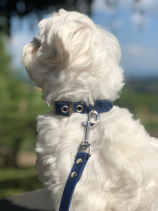 Photo de chien avec collier en cuir bleu et une laisse bleu lors d'une promenade dans la nature