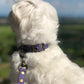 Photo de chien avec collier en cuir violet et une laisse violette lors d'une promenade dans la nature