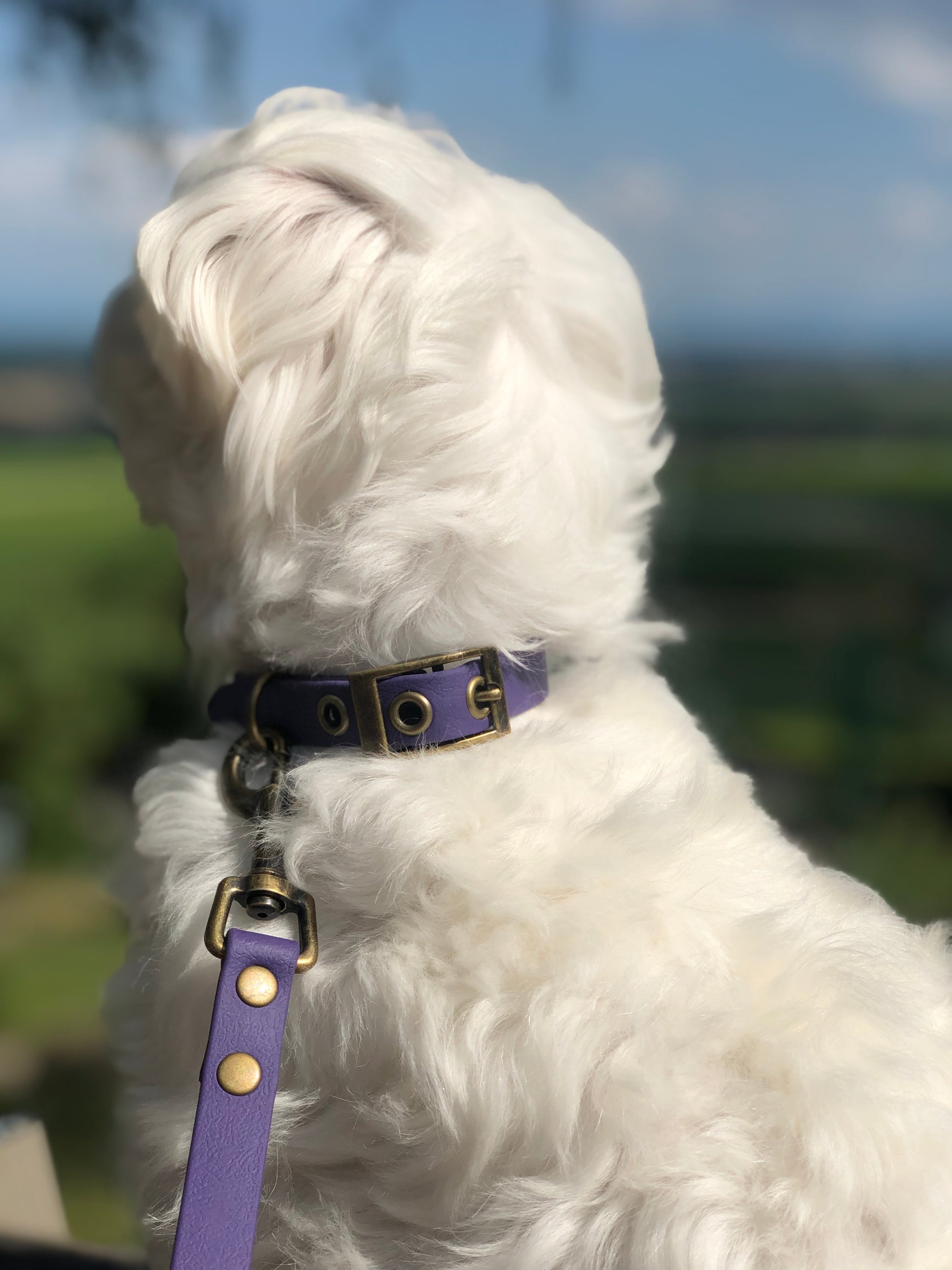 Photo de chien avec collier en cuir violet et une laisse violette lors d'une promenade dans la nature