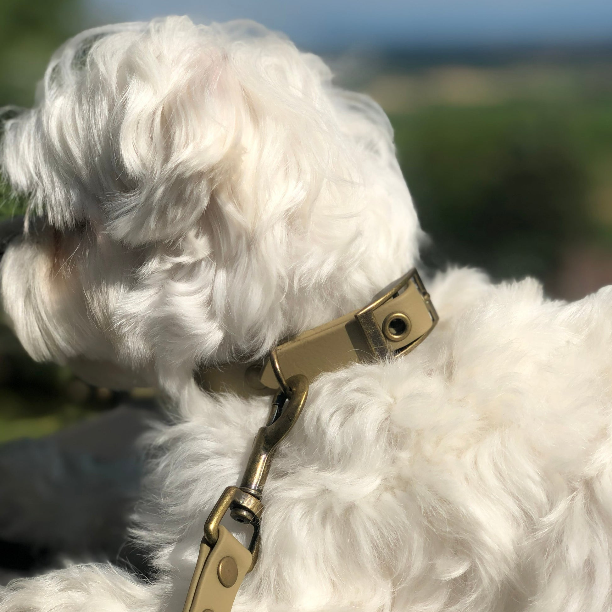 Collier en biothane avec fermeture en métal 