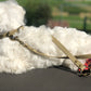 Bichon maltais couché dans la nature avec une laisse et collier en cuir beige 