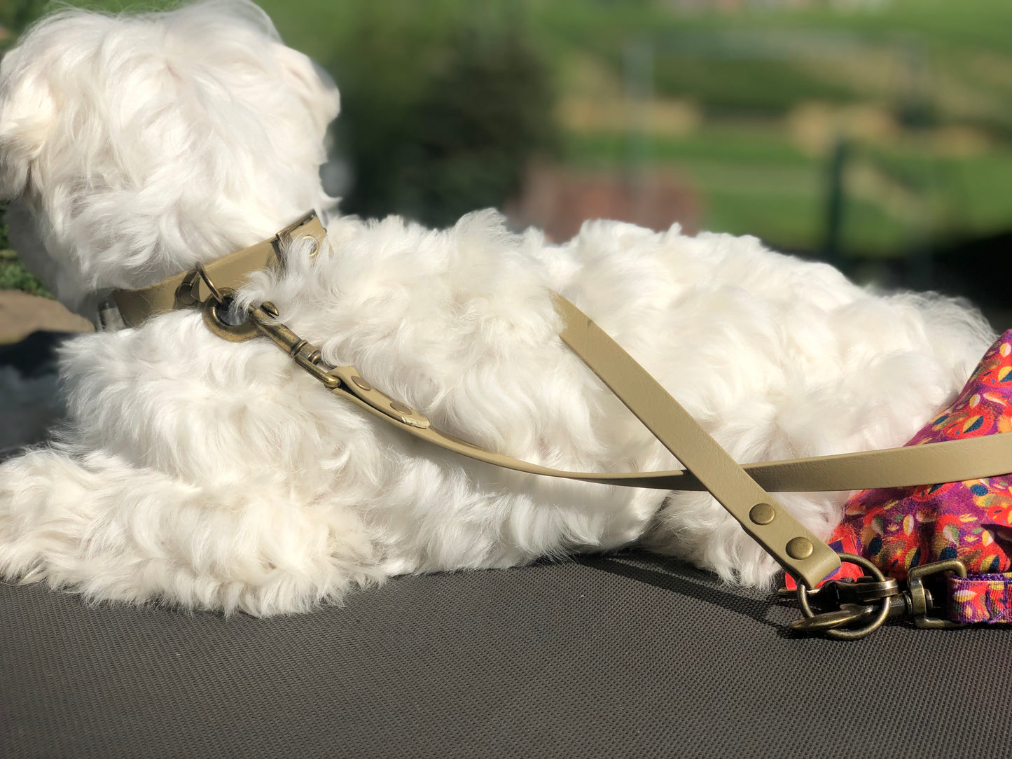 Bichon maltais couché dans la nature avec une laisse et collier en cuir beige 