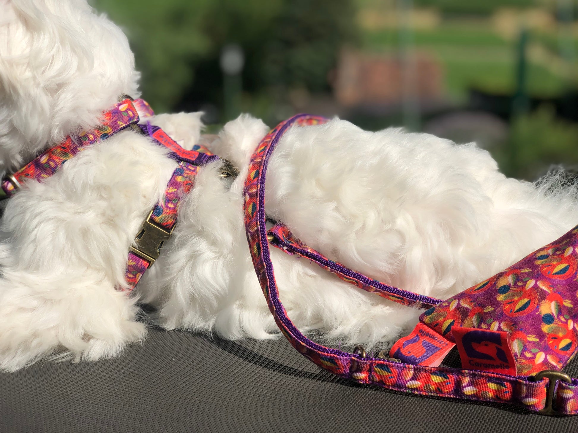 Bichon maltais assis sur un siège avec une laisse en tissue orange violette