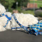 Bichon maltais assis sur un siège avec une laisse en tissu bleui