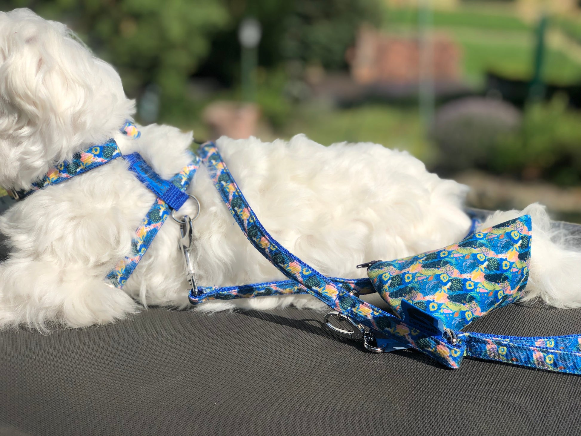 Bichon maltais assis sur un siège avec une laisse en tissu bleui