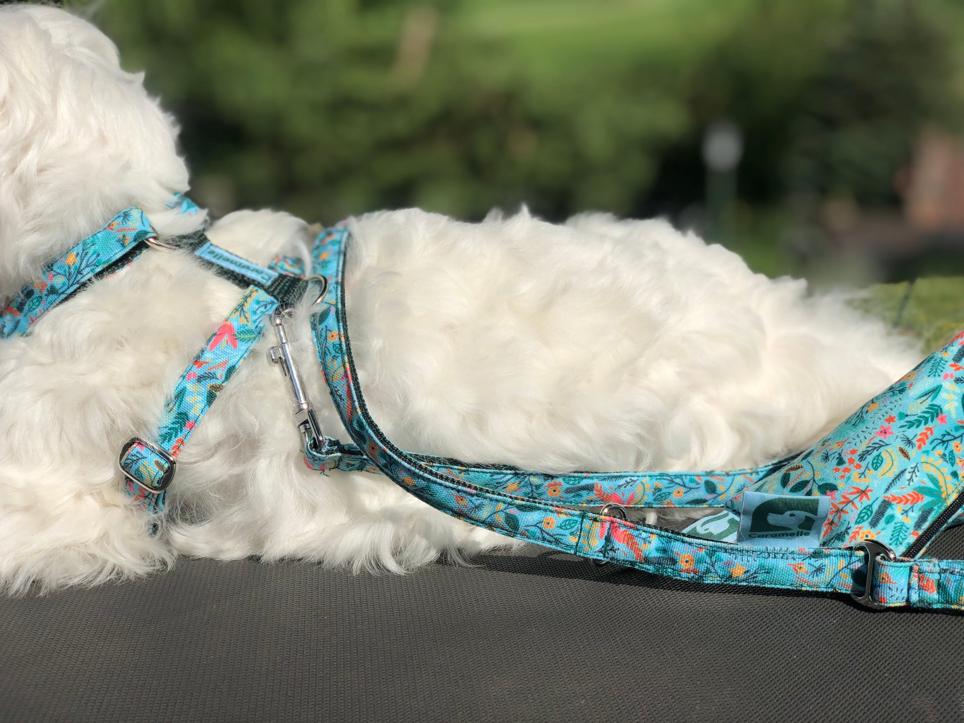 Bichon maltais assis sur un siège avec une laisse en tissu vert menthebleui