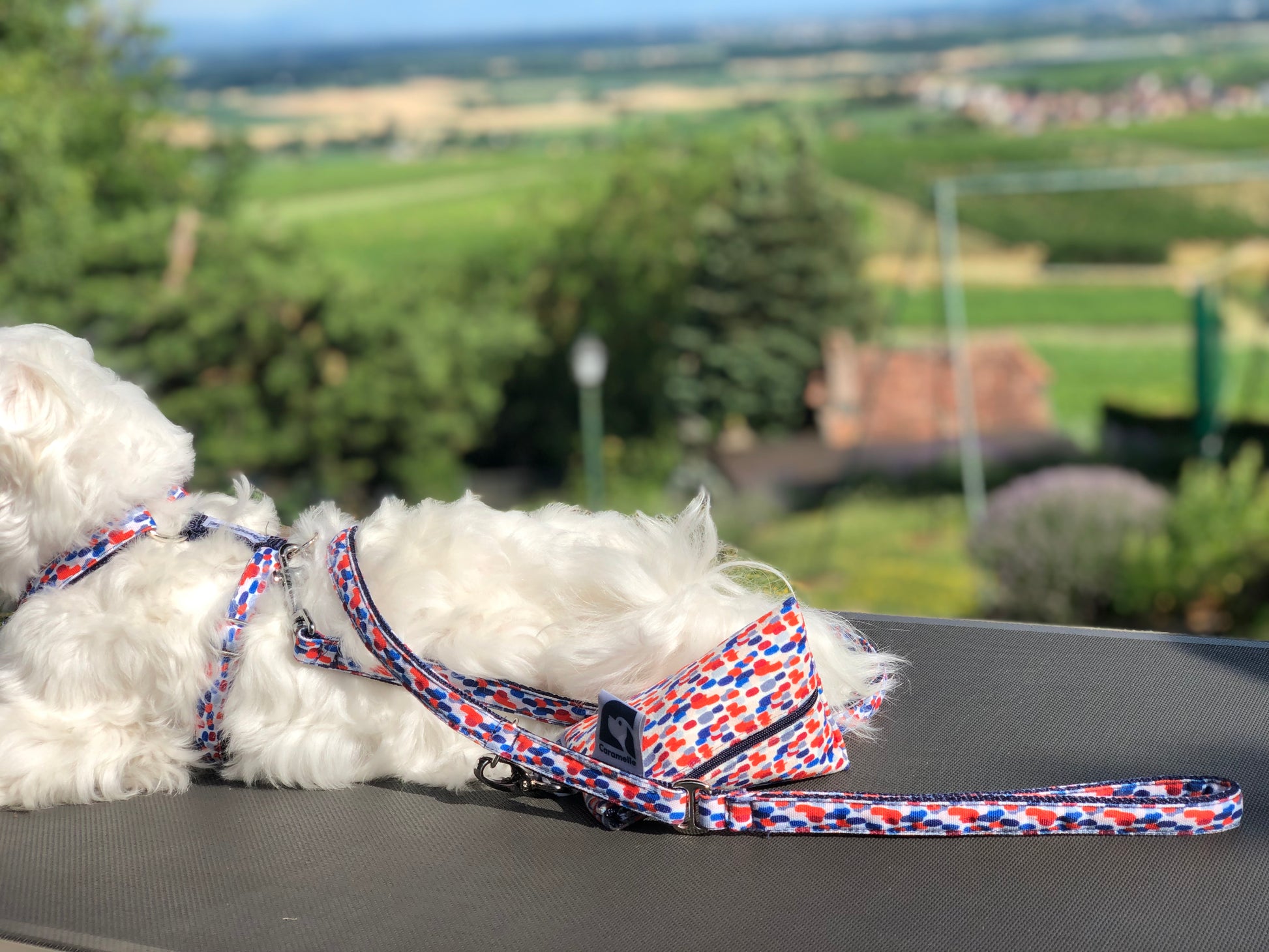 Bichon maltais assis sur un siège avec une laisse en tissu bleu, blanc et rouge 