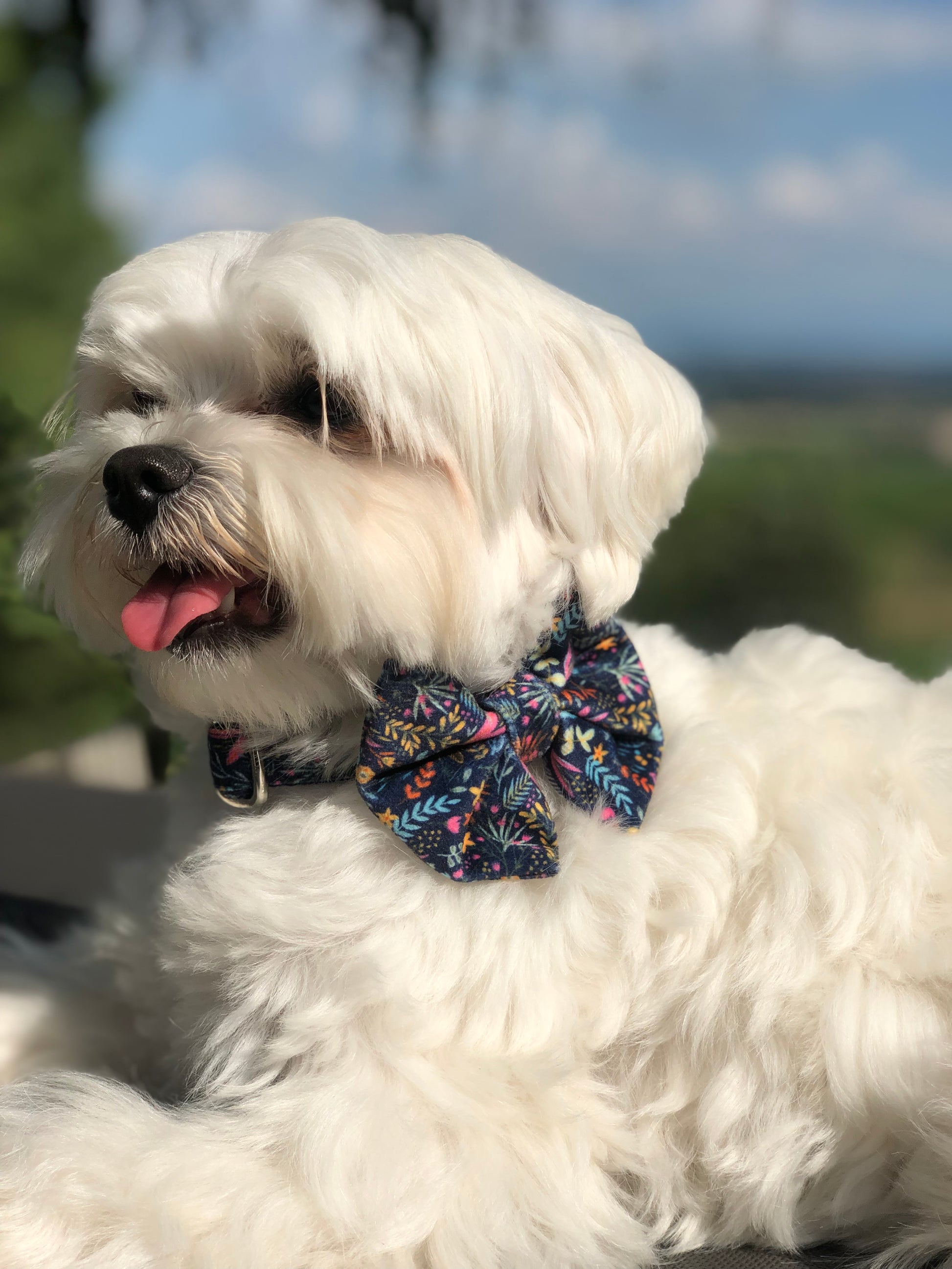 Bichon maltais avec un noeud papillon lors d'une fête de jardin