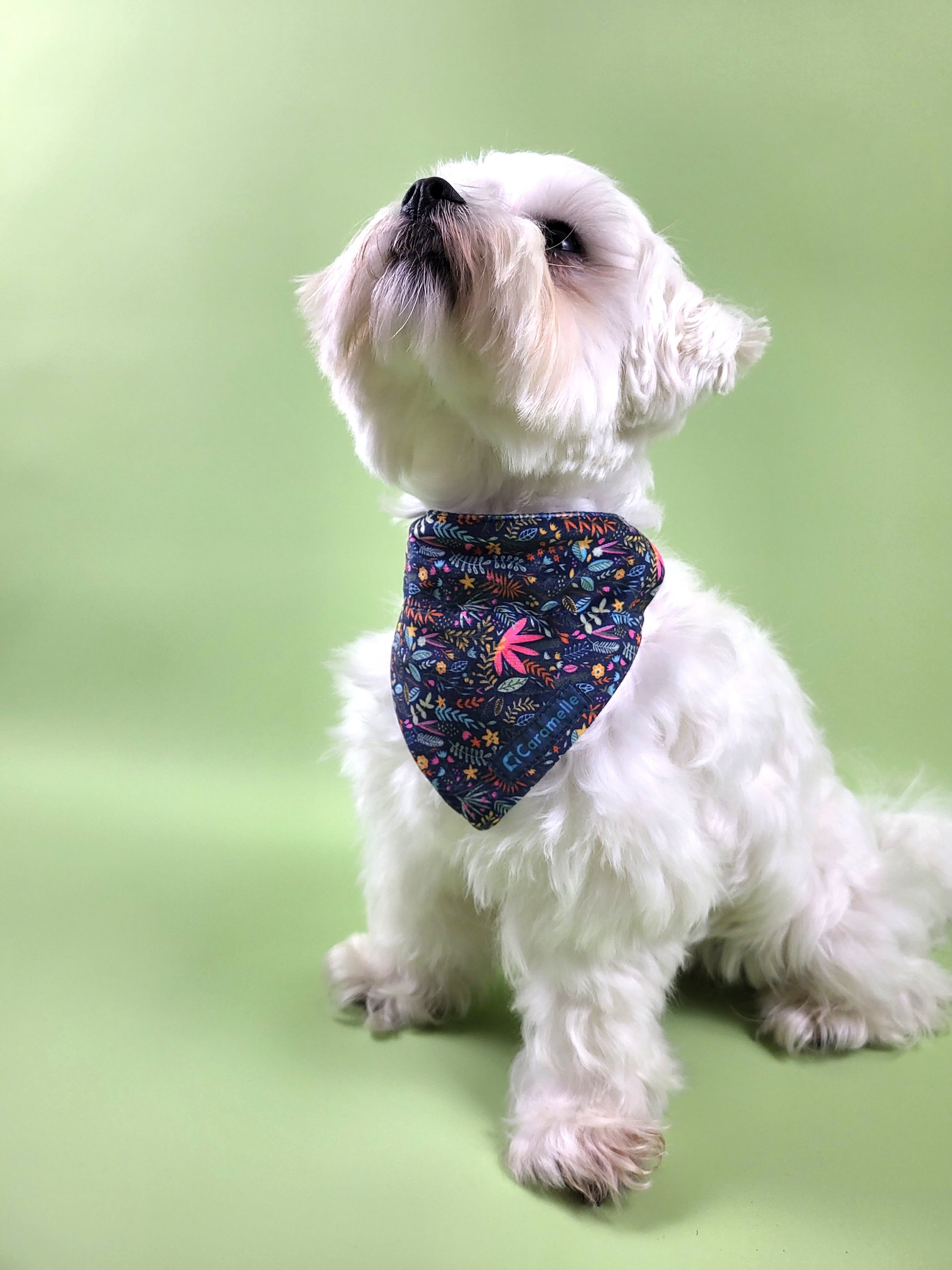 Photo de chien avec un bandana de french caramelle