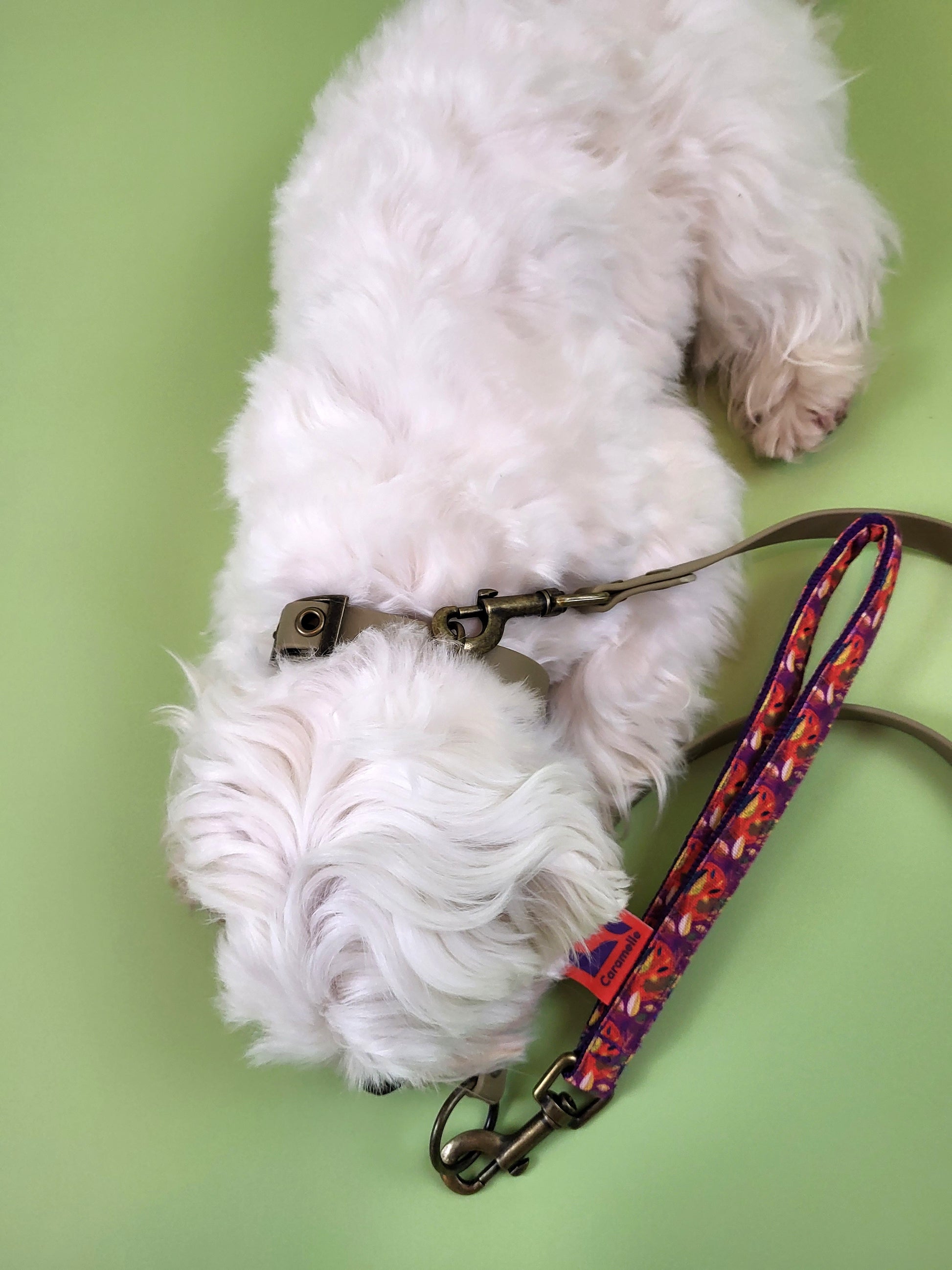 Photo de chien avec un colleir beige de french caramelle